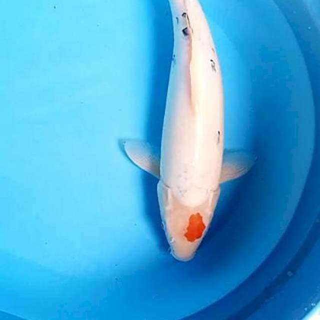 F 1 omosako 42 cm