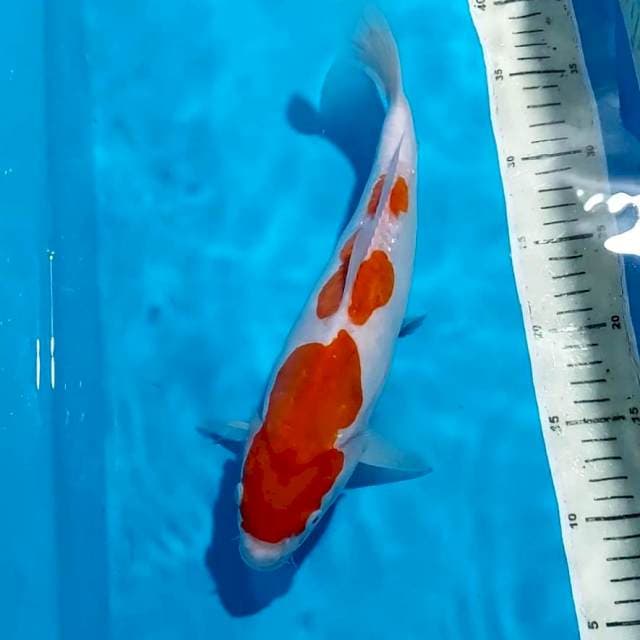 KOHAKU DOITSU 31 CM