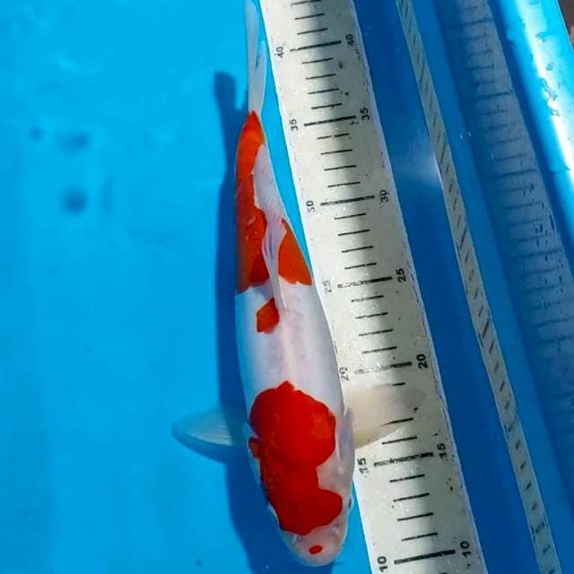 KOHAKU DOITSU 30 CM