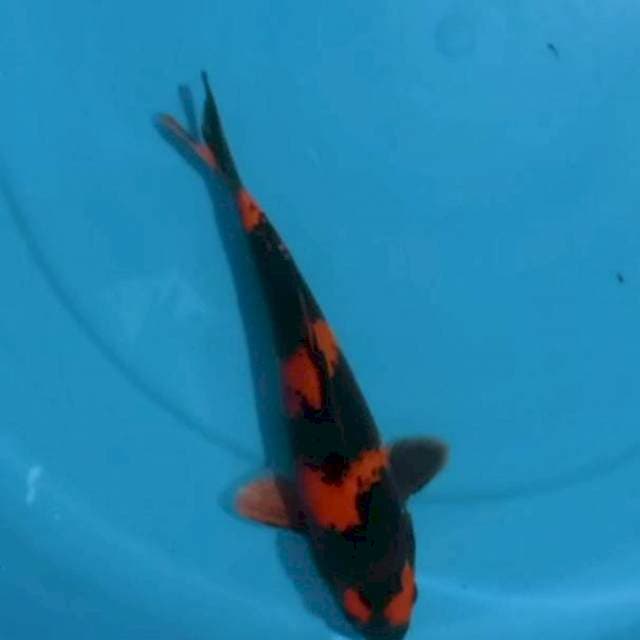 Utsuri