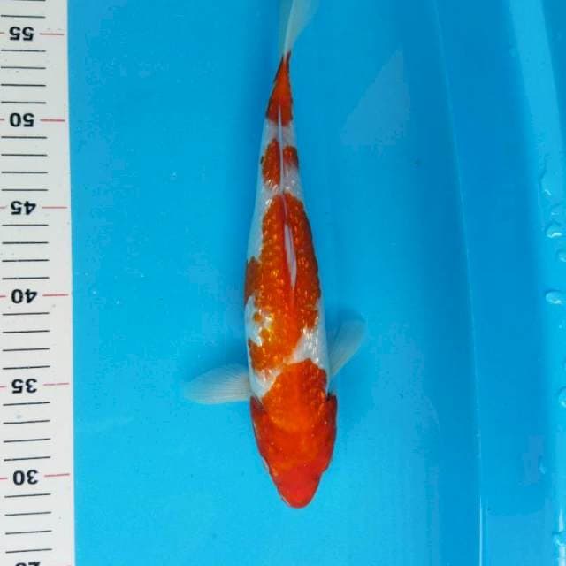 Kohaku ginrin 30cm