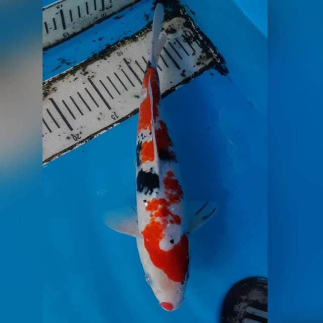 SANKE KANOKO KUCIBENI 34cm