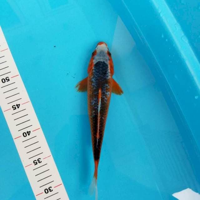 Asagi 25 cm