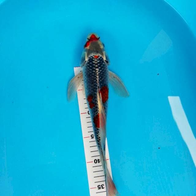 Kujaku slayer 33cm