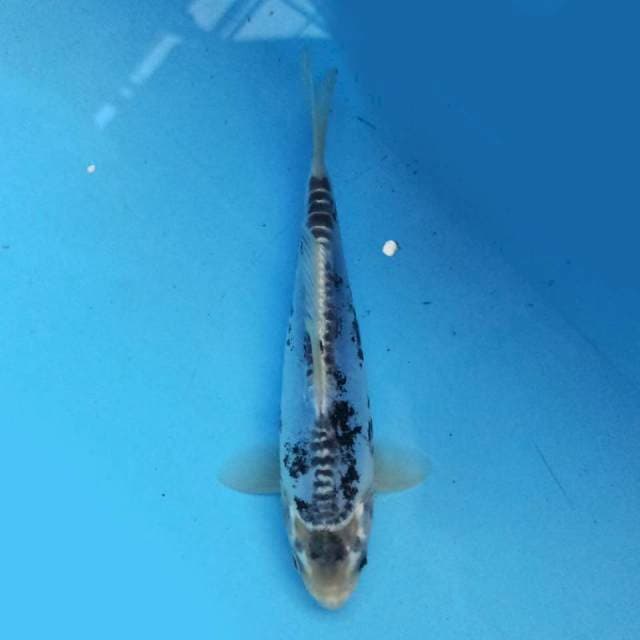 Kiko 17cm