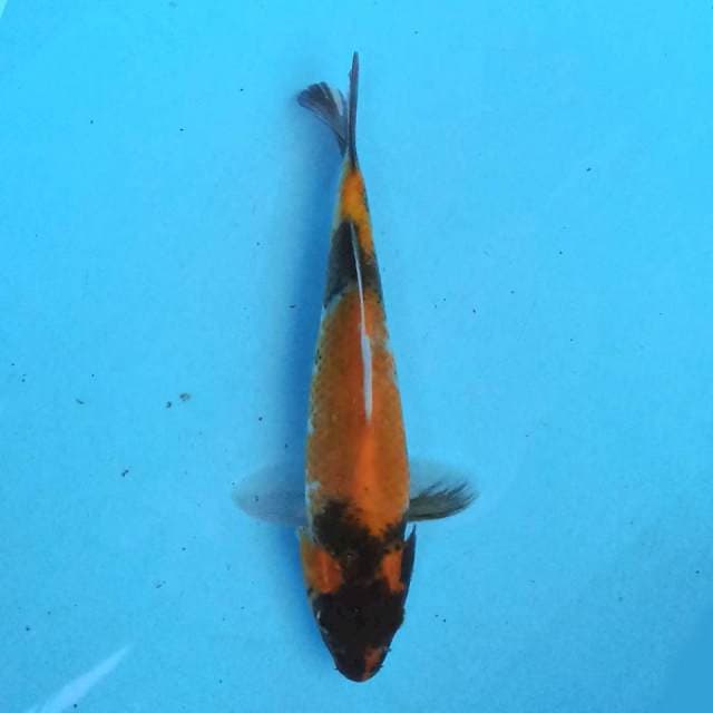 Showa 19cm