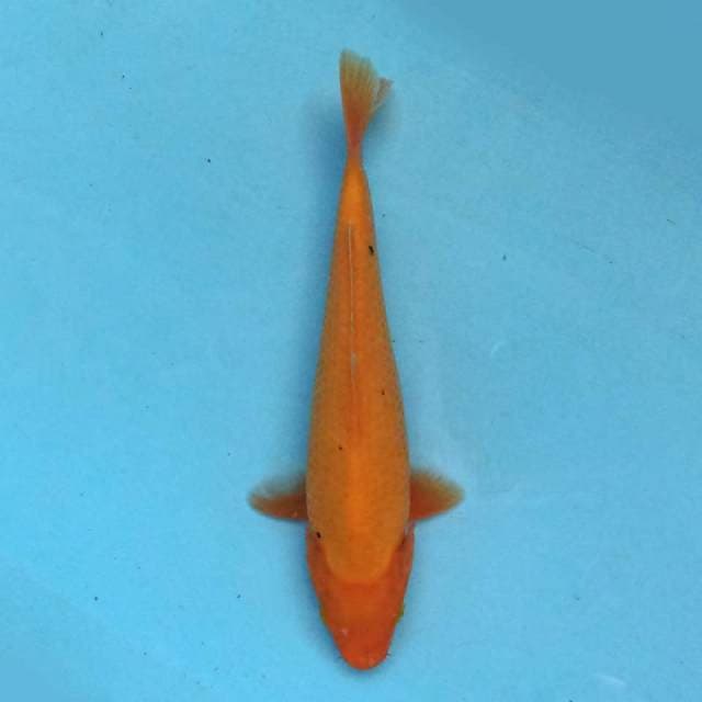 Orenji 20cm