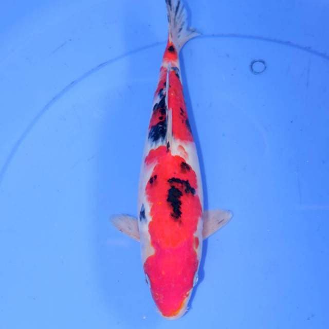 30cm SANKE