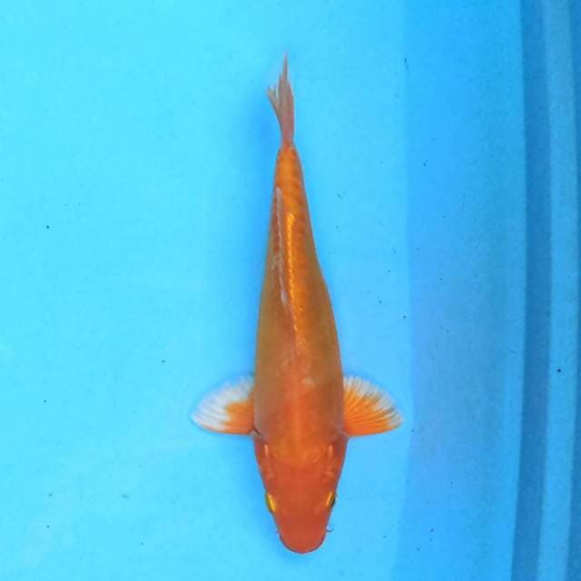 Orenji 20cm