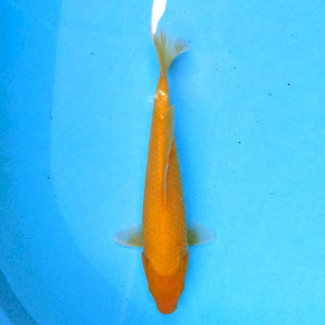 Karashi 25cm