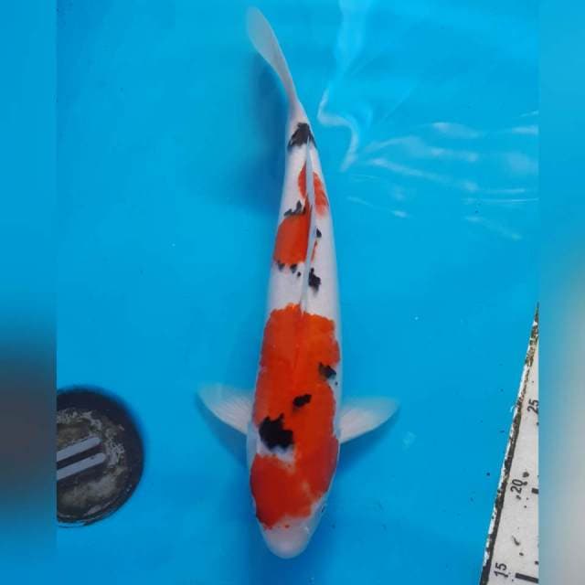 SANKE 34CM