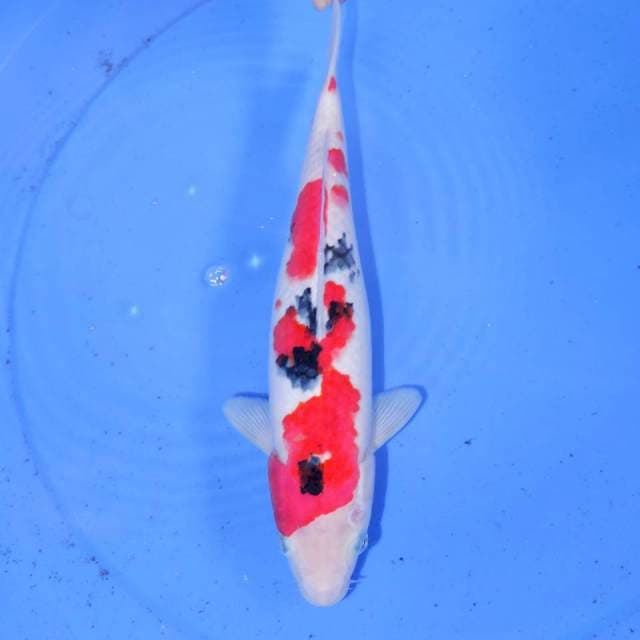 30cm SANKE