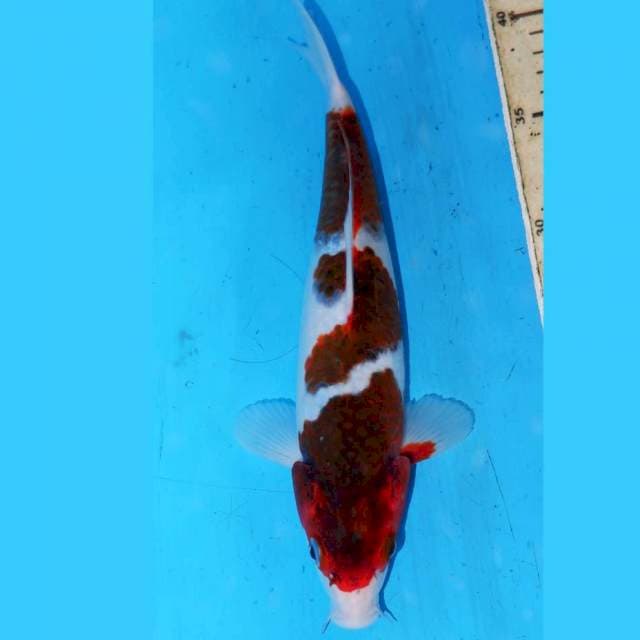 GOROMO