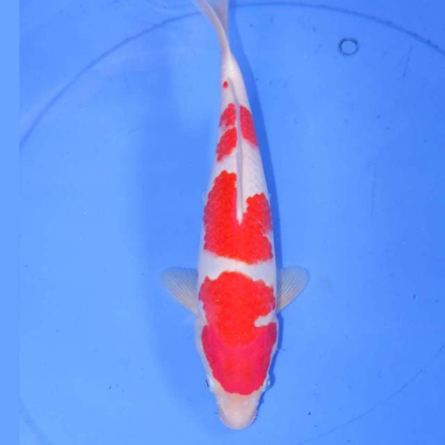 31cm KOHAKU