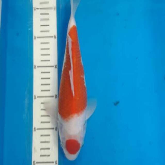 Kohaku