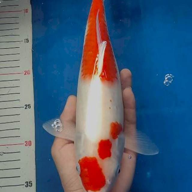 34cm Kohakku