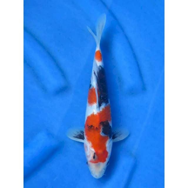 28cm - Kindai Showa Tategoi