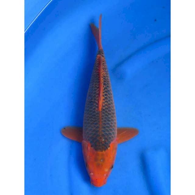 35cm ,- Matsuba ,