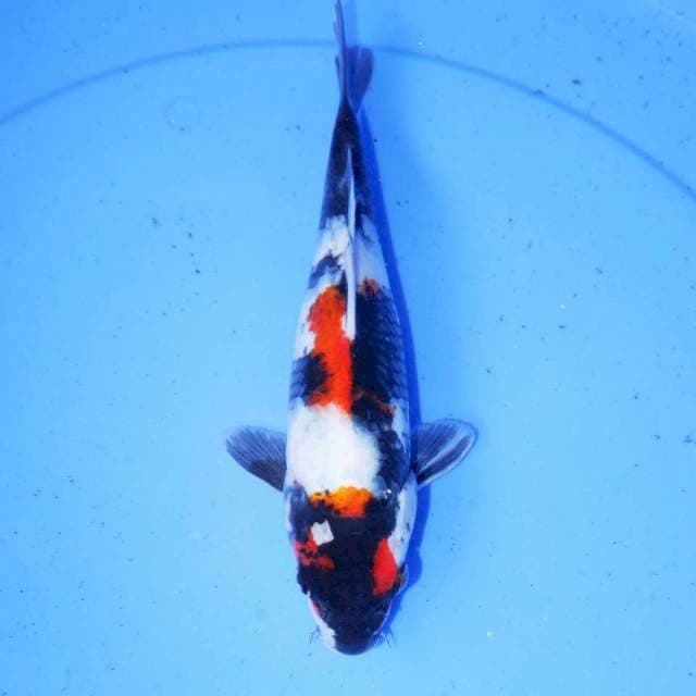 KAWARASHI KINDAI SHOWA