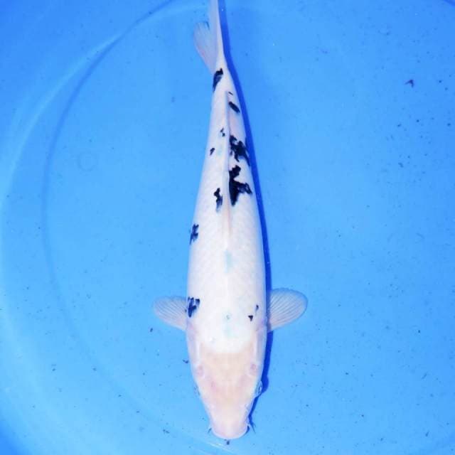 BEKKO 33cm