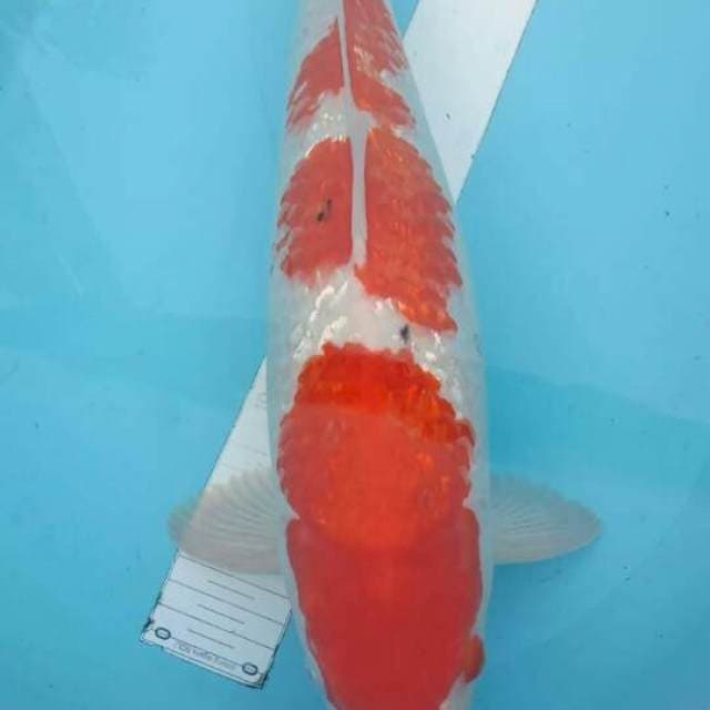 Kohaku ginrin