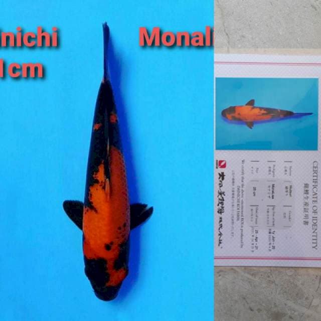 Dainichi Hi-Utsuri Certi Hologram