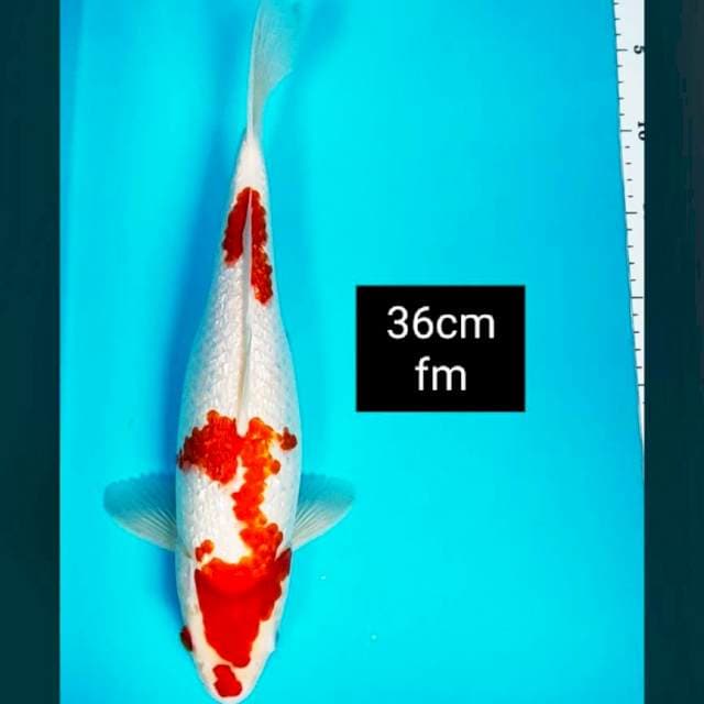 Maruten kohaku ginrin punuk 36cm