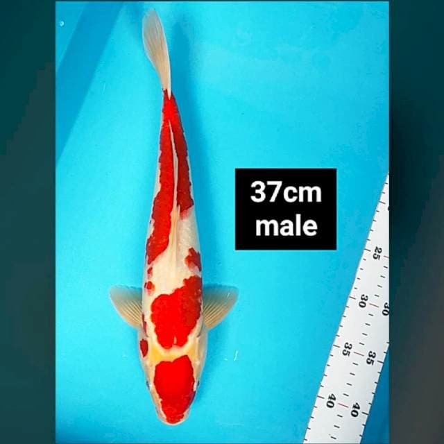 Maruten kohaku strong 37cm male