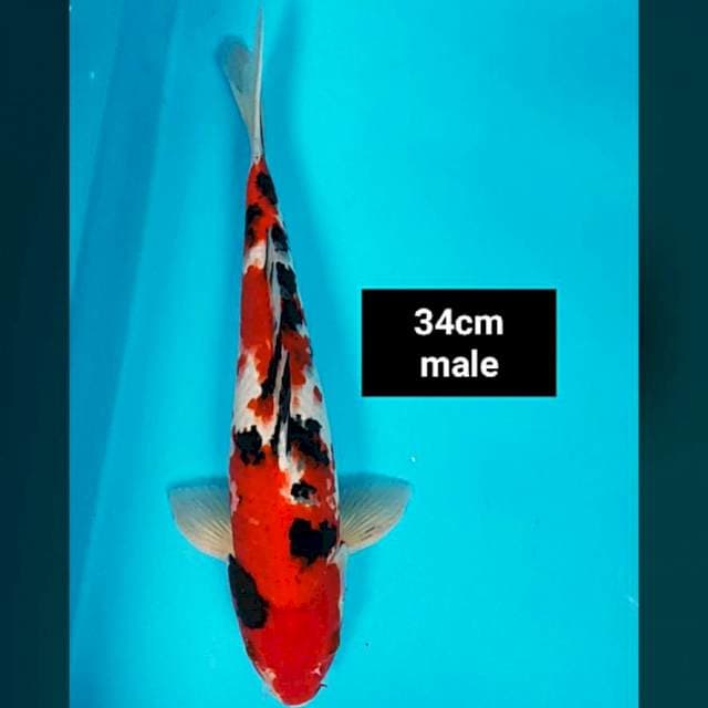Sanke merah jos 34cm male