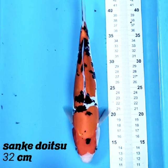 Sanke doit 32 cm