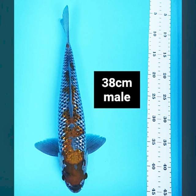 Maruten ochiba shigure 38cm male