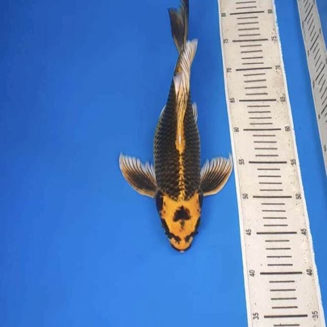 Kabuto kumpay 40bu