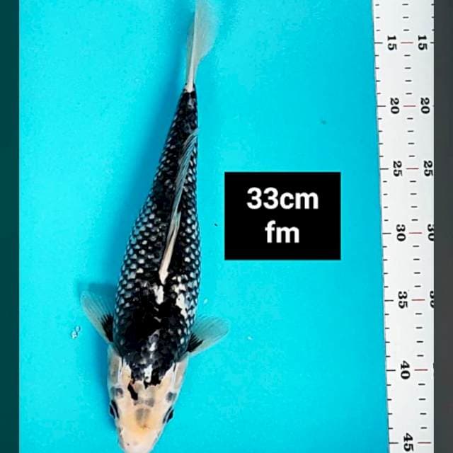 Suminagashi 33cm