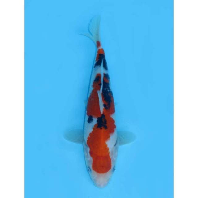 Sanke SQ - 21cm