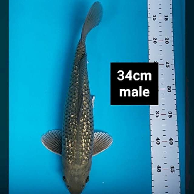 Soragoi ginrin 34cm male
