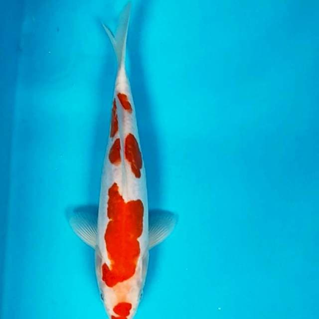 Maruten kohaku doitsu 22cm