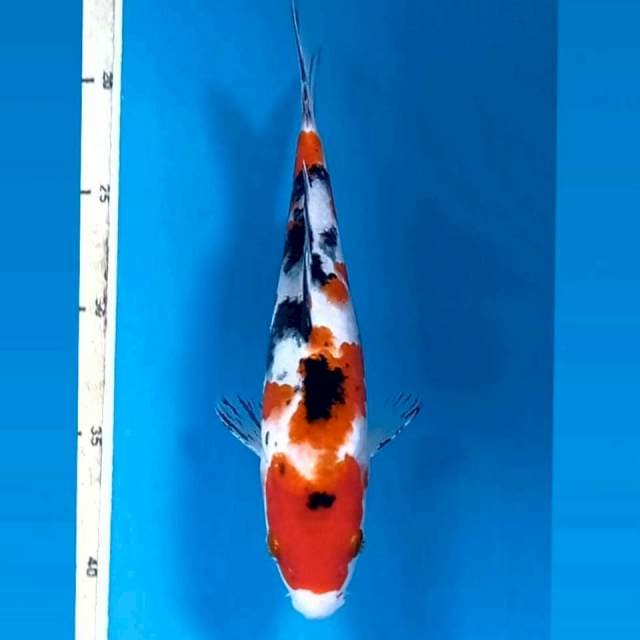 Sanke, 22 cm