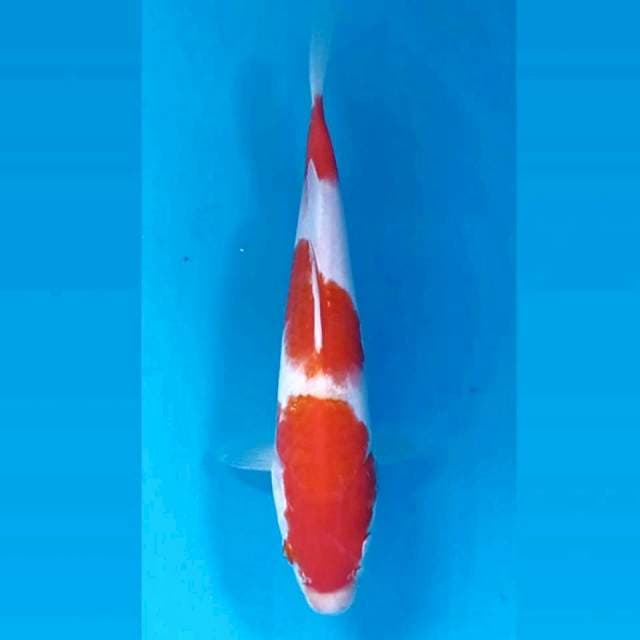 Kohaku, 21 cm