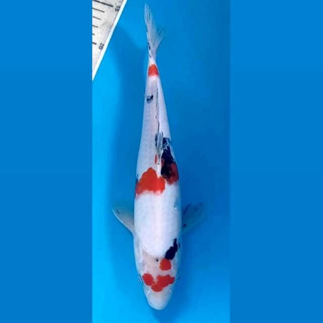 Sanke, 28 cm