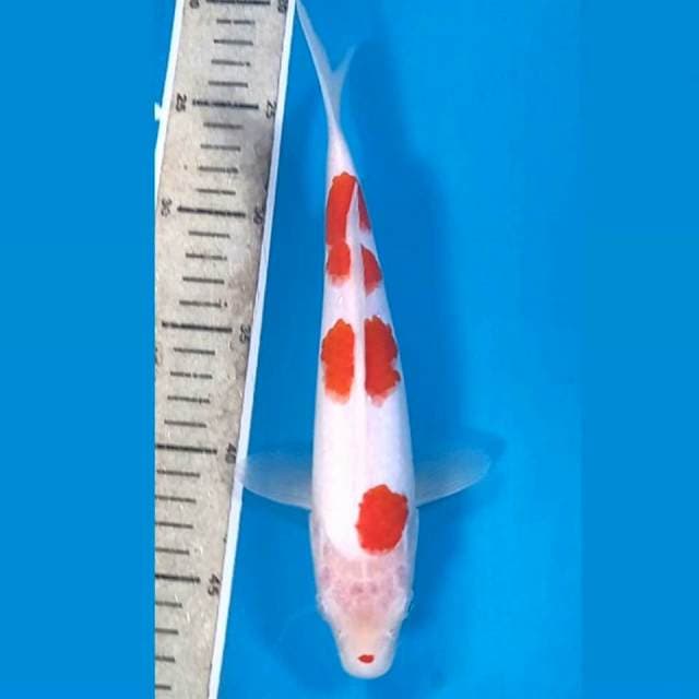 Kohaku, 25 cm