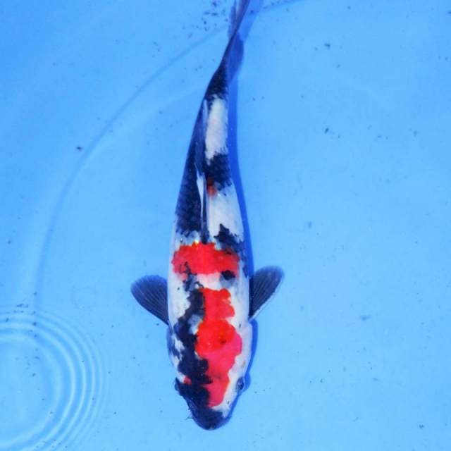 TSUBOSUMI KINDAI SHOWA