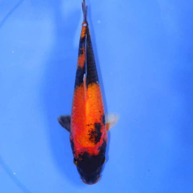 UTSURI BELANG