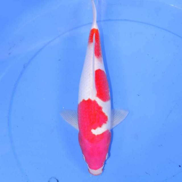 33CM SANSAN KOHAKU