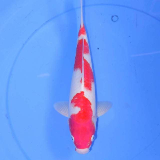 32CM KOHAKU 3 STEP