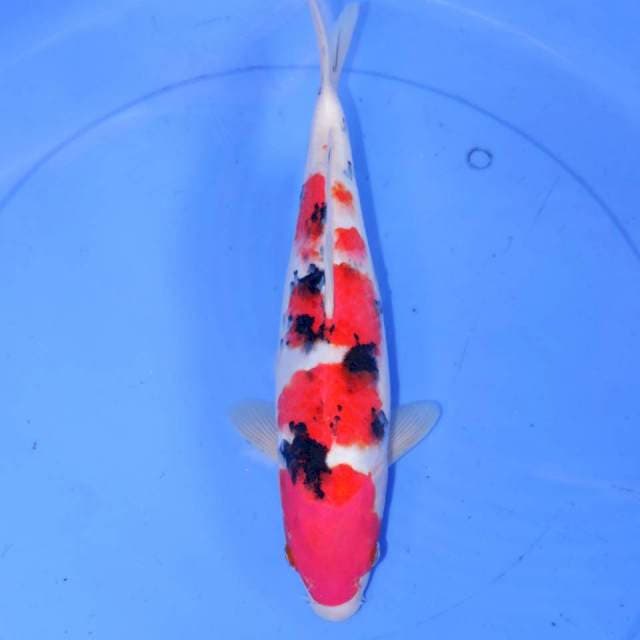 33CM TSUBOSUMI SANKE
