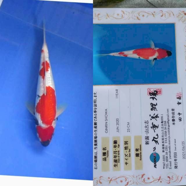 Ginrin Showa Marujyu 27cm Tategoi Jos