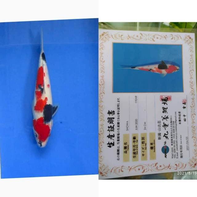 Showa Marujyu 28cm Super Tategoi