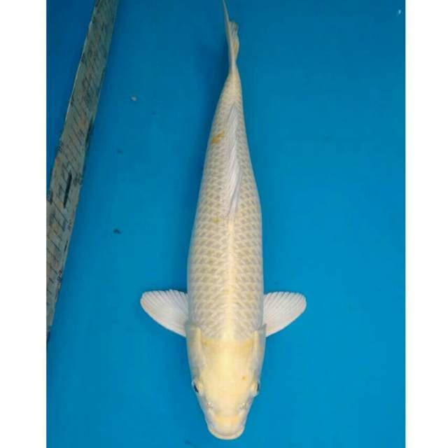 Jumbo Yamabuki Ogon Import non serti