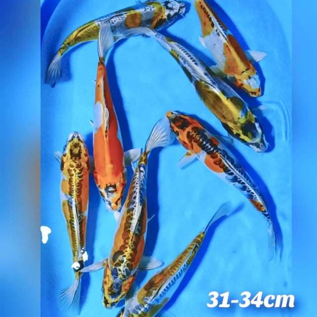 Kikokuryu 31-35cm