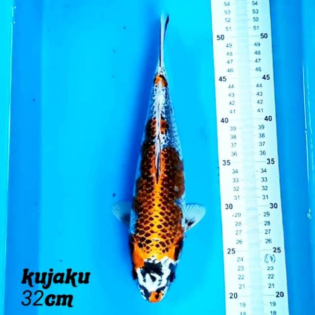 Kujaku 32 cm